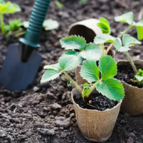 36 (2) Strawberry Roots