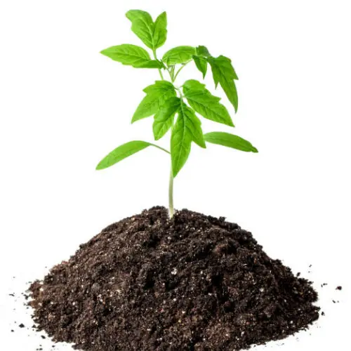 Healthy Red Cherry Tomato Hybrid F1 Seedlings ready for planting Healthy Red Cherry Tomato Hybrid F1 Seedlings ready for planting