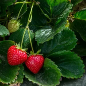Healthy strawberry roots for home gardening Pakistan Healthy strawberry roots for home gardening Pakistan