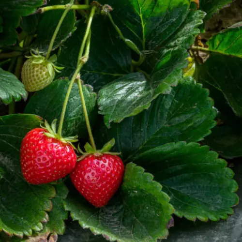 Healthy strawberry roots for home gardening Pakistan