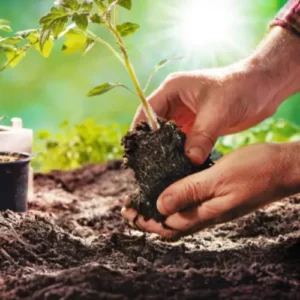 38 (1) Red Cherry Tomato Hybrid F1 seedlings