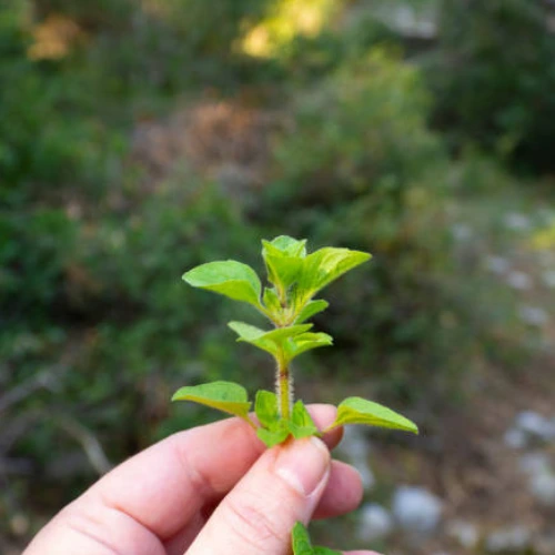 Healthy hybrid rose plant growing in pot with colorful flowers