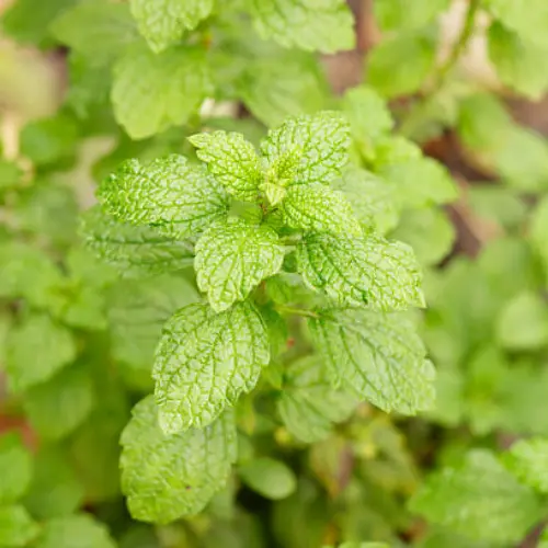 Lemon Balm seedlings – fresh lemon-scented herb plants for home gardens