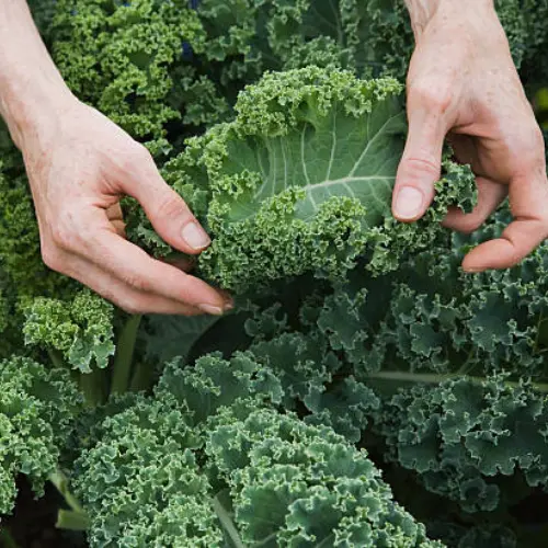 Fresh 4–5 inch Kale plants in nursery trays for kitchen gardening