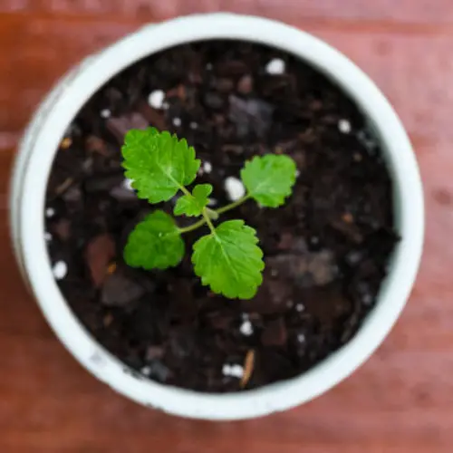 10 healthy Lemon Balm seedlings ready for pot and garden planting