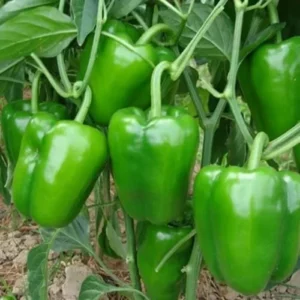 Fresh nursery-grown bell pepper seedlings for pots and outdoor planting