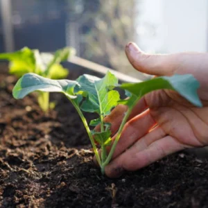 Fresh nursery-grown kohlrabi plants for winter vegetable gardening Fresh nursery-grown kohlrabi plants for winter vegetable gardening