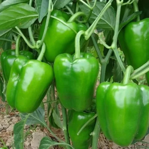 Fresh nursery-grown bell pepper seedlings for pots and outdoor planting