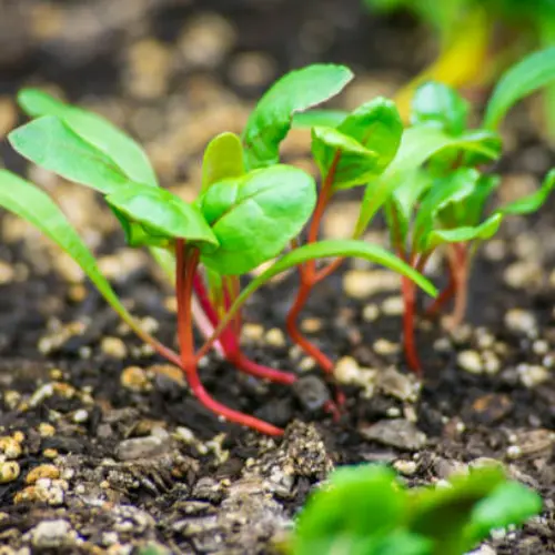 10 healthy Swiss Chard seedlings ready for pot and soil planting