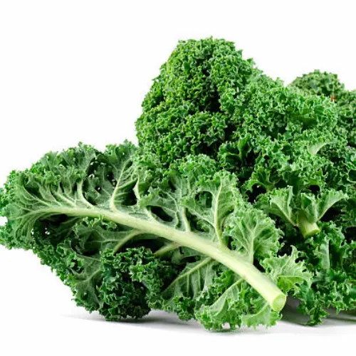 Healthy Kale Seedlings ready for transplanting in home garden