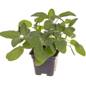 Nursery-grown Sage plants 4–5 inches tall for home herb gardens