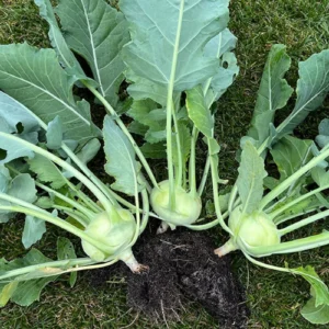 52 (4) Kohlrabi Plant