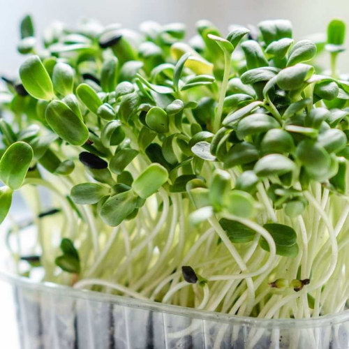 Fresh sprouts seedlings grown in nursery, ready for home gardening
