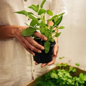 Healthy Sage Seedlings with fresh aromatic leaves ready for planting
