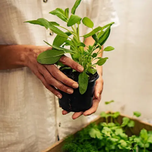 Healthy Sage Seedlings with fresh aromatic leaves ready for planting
