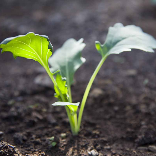 Fresh nursery-grown kohlrabi plants for winter vegetable gardening Fresh nursery-grown kohlrabi plants for winter vegetable gardening