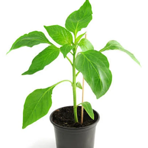 Nursery-grown red bell pepper seedlings for pots and garden beds