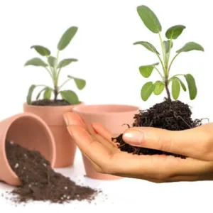 Nursery-grown Sage plants 4–5 inches tall for home herb gardens