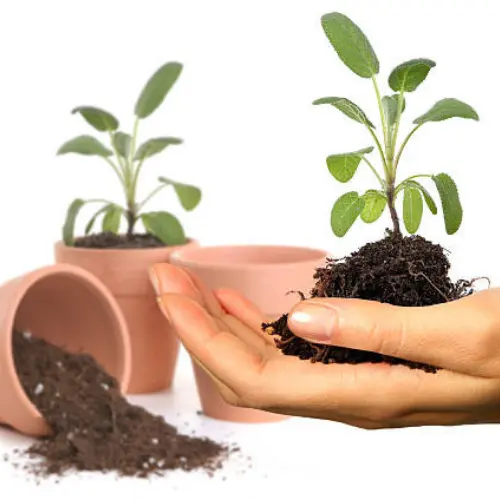 Nursery-grown Sage plants 4–5 inches tall for home herb gardens