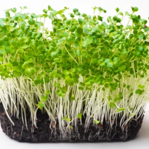 Healthy microgreen sprouts plants 4–5 inches tall for kitchen use