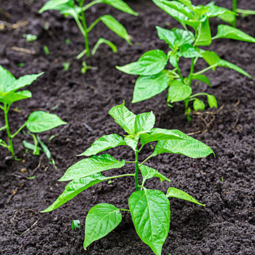 Green Capsicum Seedlings