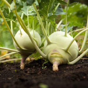 Healthy kohlrabi seedlings 4–5 inches tall ready for planting Healthy kohlrabi seedlings 4–5 inches tall ready for planting