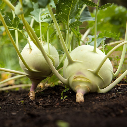 Healthy kohlrabi seedlings 4–5 inches tall ready for planting