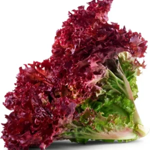 Healthy Red Lettuce Seedlings with vibrant red-green leaves for home garden