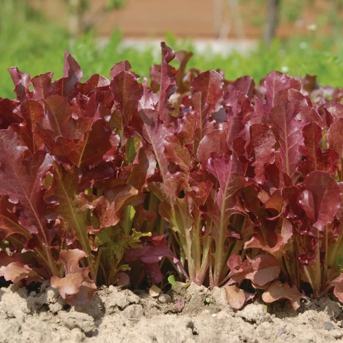 Fresh mature Red Lettuce plant growing in pot with crisp colourful leaves