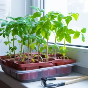 Beefsteak Tomato Prime Seedlings F1 Hybrid