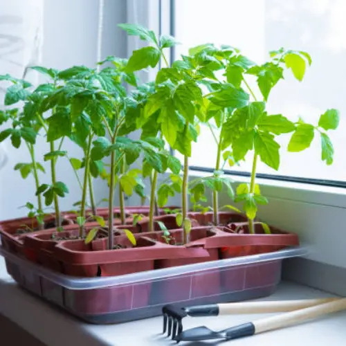 Beefsteak Tomato Prime Seedlings F1 Hybrid