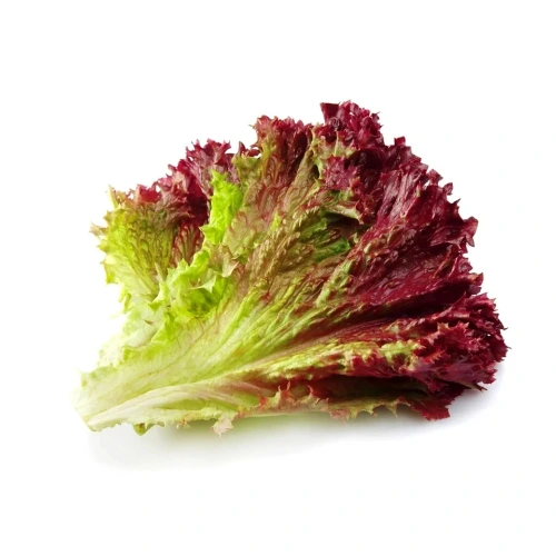 Fresh mature Red Lettuce plant growing in pot with crisp colourful leaves