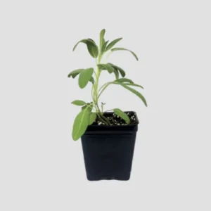 sage plant for indoor and outdoor gardening in pakistan