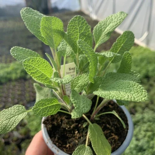 healthy sage plant salvia officinalis medicinal herb