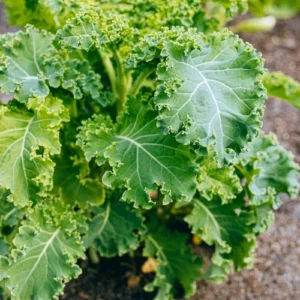 Kale plant for home gardening in Pakistan