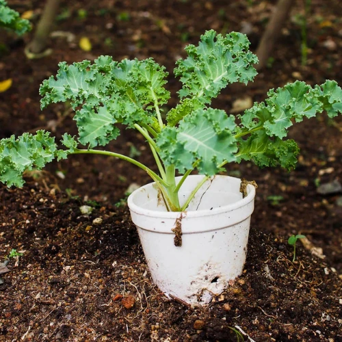 Kale plant for home gardening in Pakistan