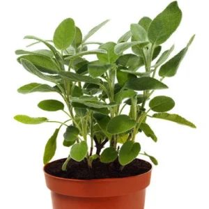 sage plant in pakistan growing in pot with aromatic green leaves