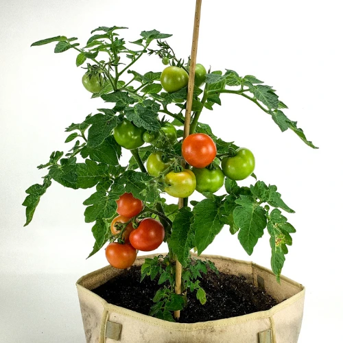 “Healthy tomato plant with red ripe fruits in garden