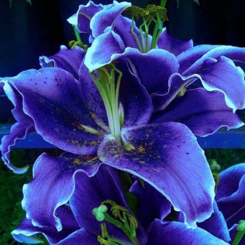 Rare Blue Canna Lily Seeds for planting