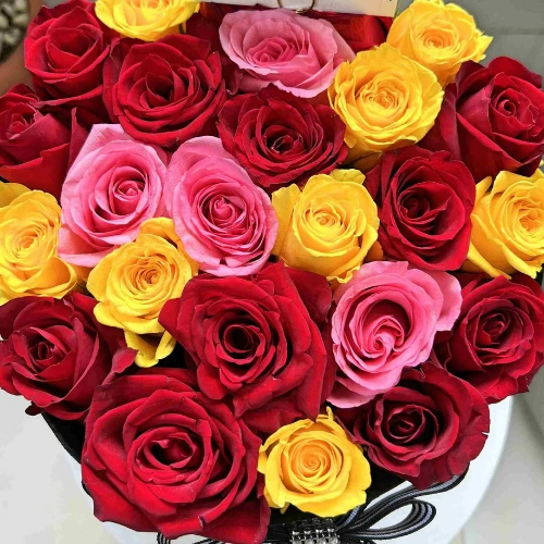 Hybrid rose plant with pink, red and yellow blooms in Pakistan garden