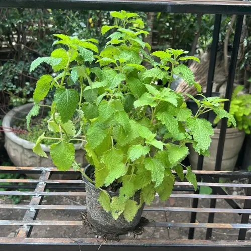 Lemon Balm seedlings – fresh lemon-scented herb plants for home gardens