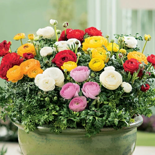 Healthy Ranunculus seedlings ready for planting in Pakistan garden – SeedBeej.pk