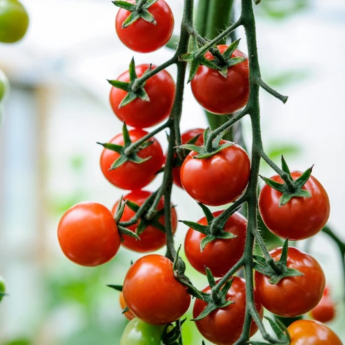Cherry Tomato Seedlings
