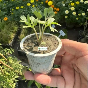 Vibrant Ranunculus flower seedlings with colorful layered petals – SeedBeej.pk