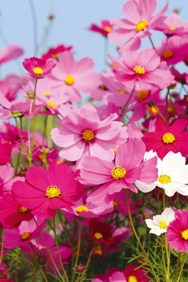 Cosmos flower seeds blooming in Pakistan home garden
