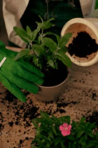 Soil and compost tips for natural pest and disease control in plants