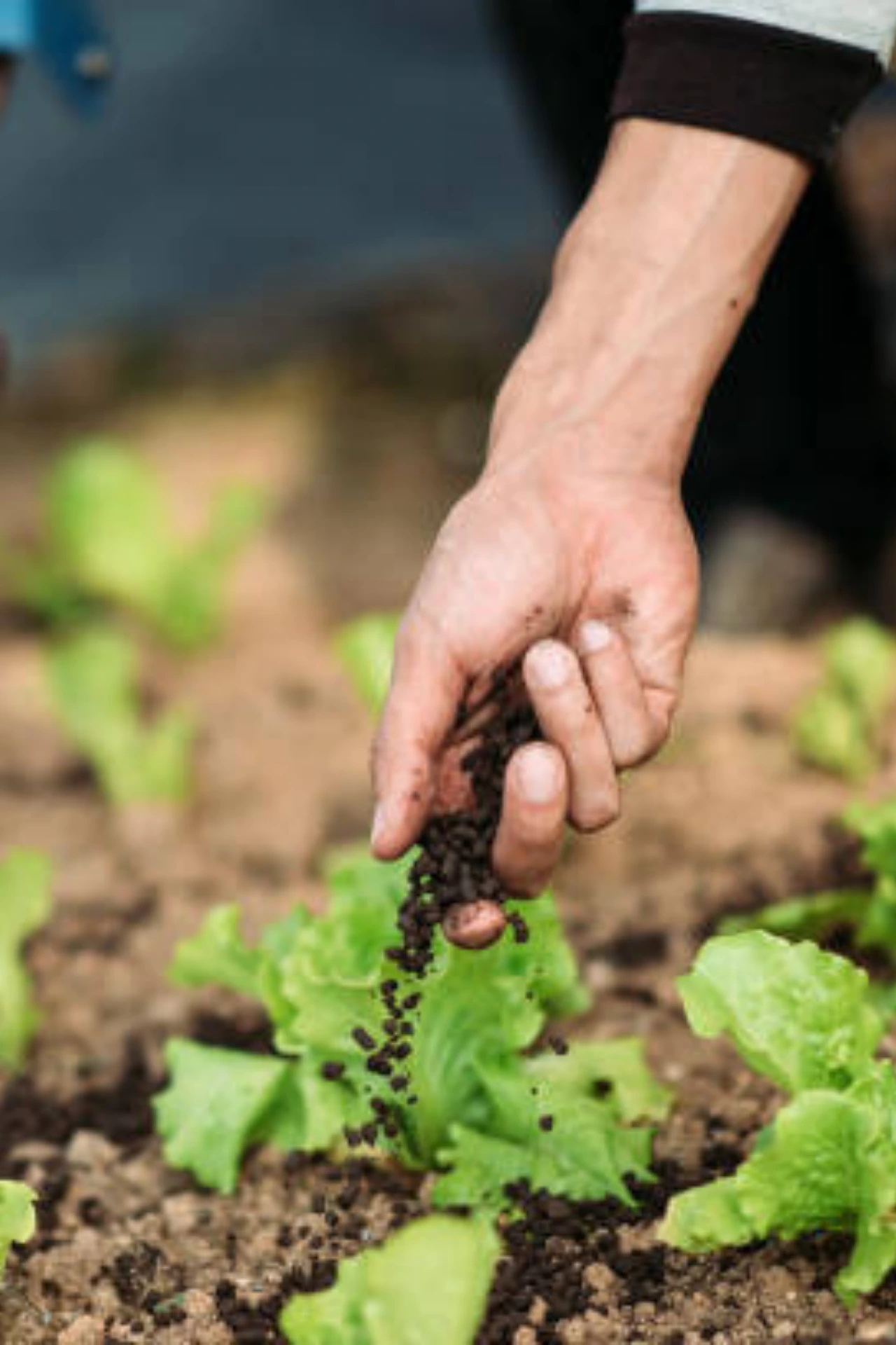 Watering and fertilizing plants for pest and disease control in Pakistan gardens