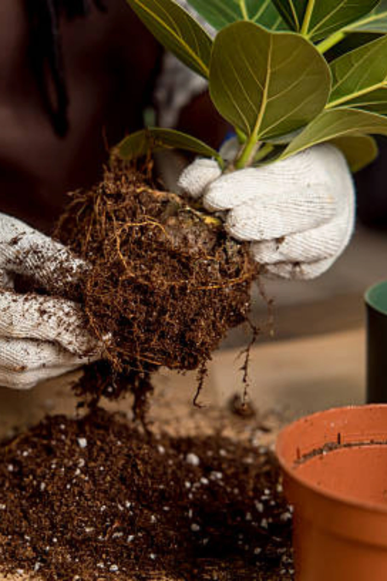 Best Powerful Soil And Compost Tips to Prevent Plant Pests and Diseases Naturally buy online in Pakistan at seed beej Soil and compost tips for natural pest and disease control in plants