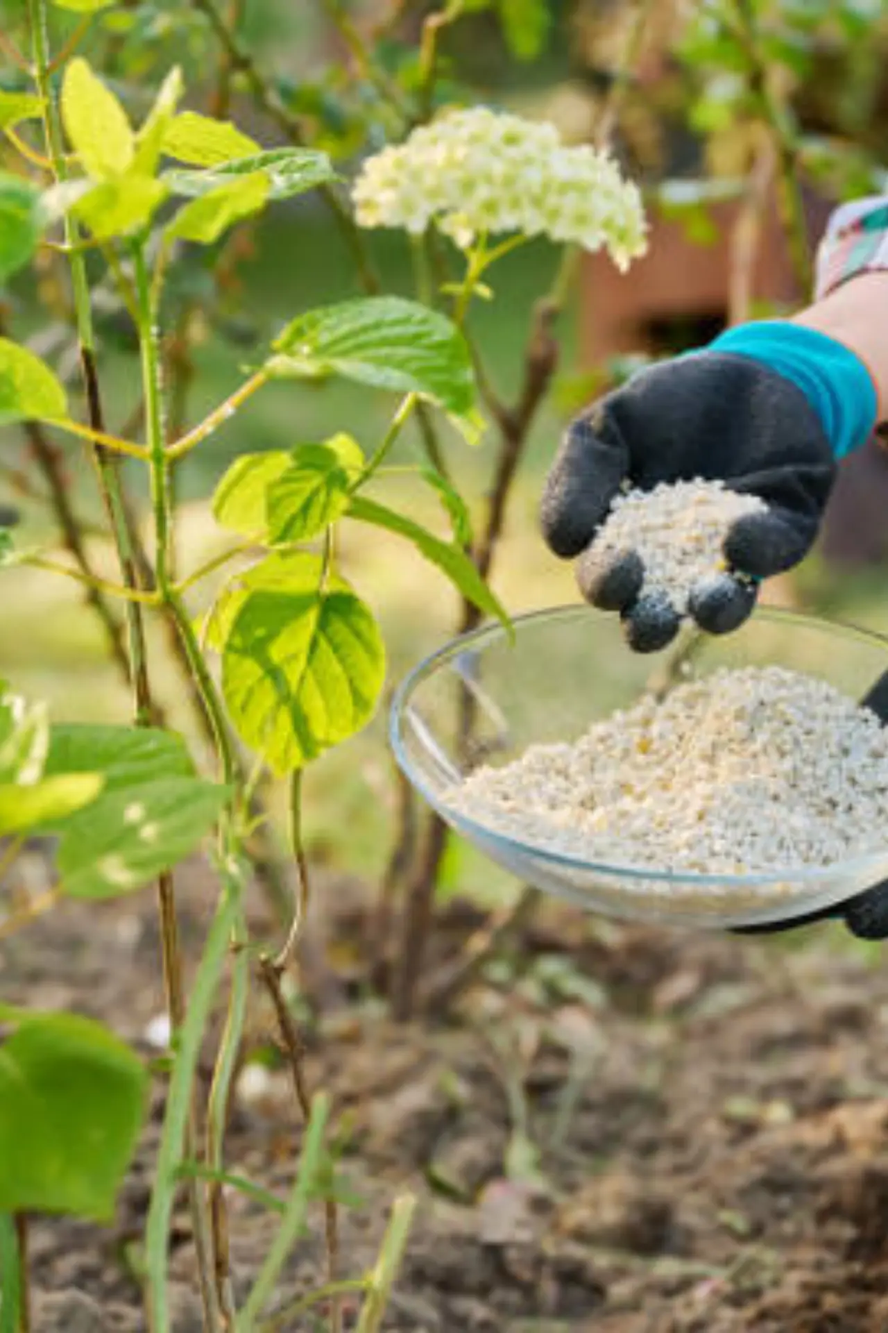Watering and fertilizing plants for pest and disease control in Pakistan gardens