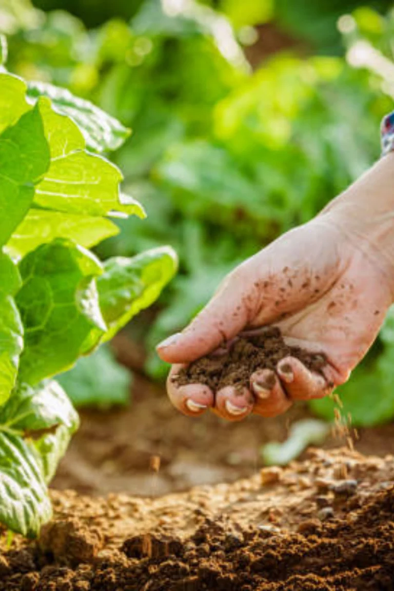 Best Powerful Watering And Fertilizing Tips to Prevent Pests in Pakistan Gardens buy online in Pakistan at seed beej Watering and fertilizing plants for pest and disease control in Pakistan gardens